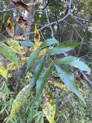Caryomyia ansericollum