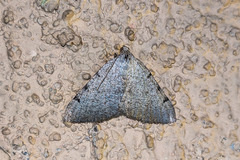 Digrammia triviata