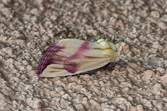 Thurberiphaga diffusa