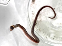 Tantilla cuniculator