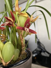 Maxillaria tenuifolia