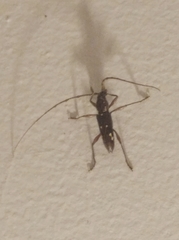 Ambonus interrogationis