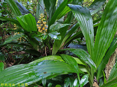 Calanthe formosana