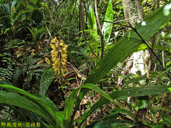 Calanthe formosana