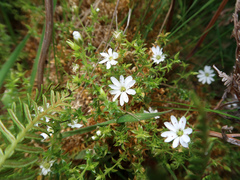 Stellaria pungens