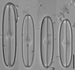 Sellaphora bacillum