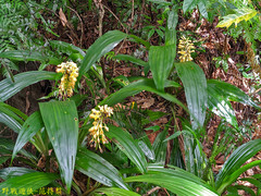 Calanthe formosana