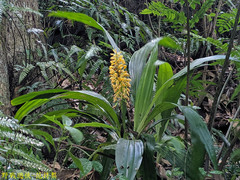 Calanthe formosana