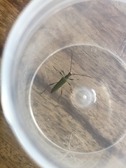 Calliprason sinclairi