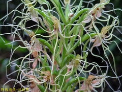 Habenaria pantlingiana