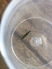 Calliprason sinclairi