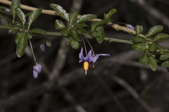 Solanum valdiviense