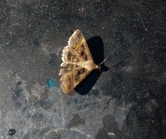 Acantholipes