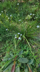 Libertia paniculata
