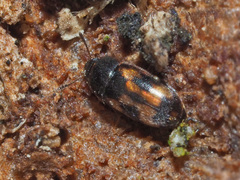 Litargus connexus