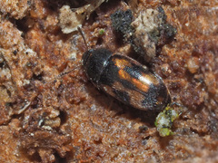 Litargus connexus