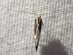 Polix coloradella