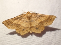 Euchlaena tigrinaria
