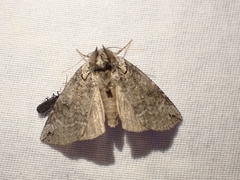 Euthyatira semicircularis