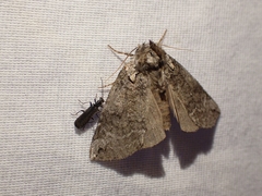 Euthyatira semicircularis