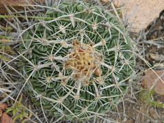 Echinofossulocactus zacatecasensis