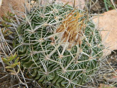 Echinofossulocactus zacatecasensis