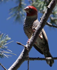 Amadina erythrocephala