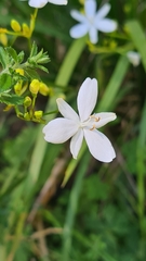 Libertia paniculata