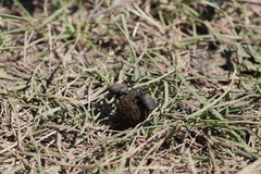 Gymnopleurus mopsus