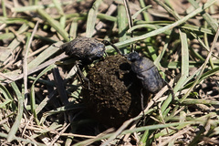 Gymnopleurus mopsus