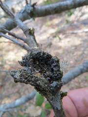 Dryocosmus asymmetricus