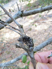Dryocosmus asymmetricus