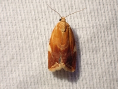 Clepsis persicana