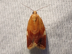 Clepsis persicana