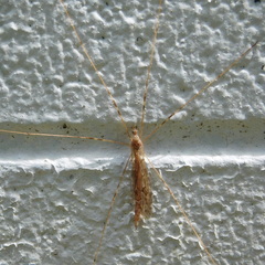 Austrolimnophila crassipes
