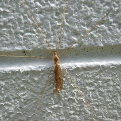 Austrolimnophila crassipes