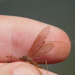 Austrolimnophila crassipes