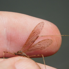 Austrolimnophila crassipes