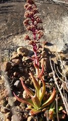 Crassula capitella thyrsiflora
