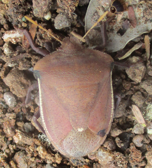 Basicryptus costalis