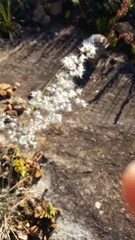 Melinis repens repens