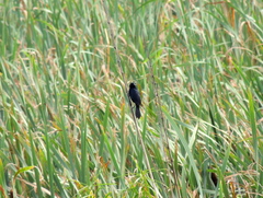 Agelasticus cyanopus