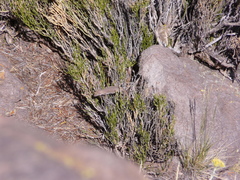 Liolaemus austromendocinus