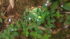 Exallage chrysotricha