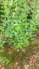 Exallage chrysotricha