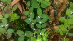 Exallage chrysotricha