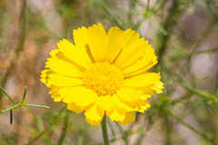 Baileya pleniradiata