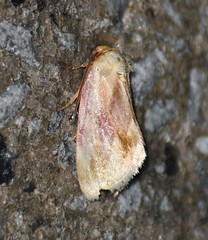 Chamaeclea basiochrea