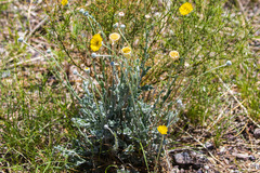 Baileya pleniradiata