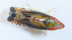 Scaphytopius majestus